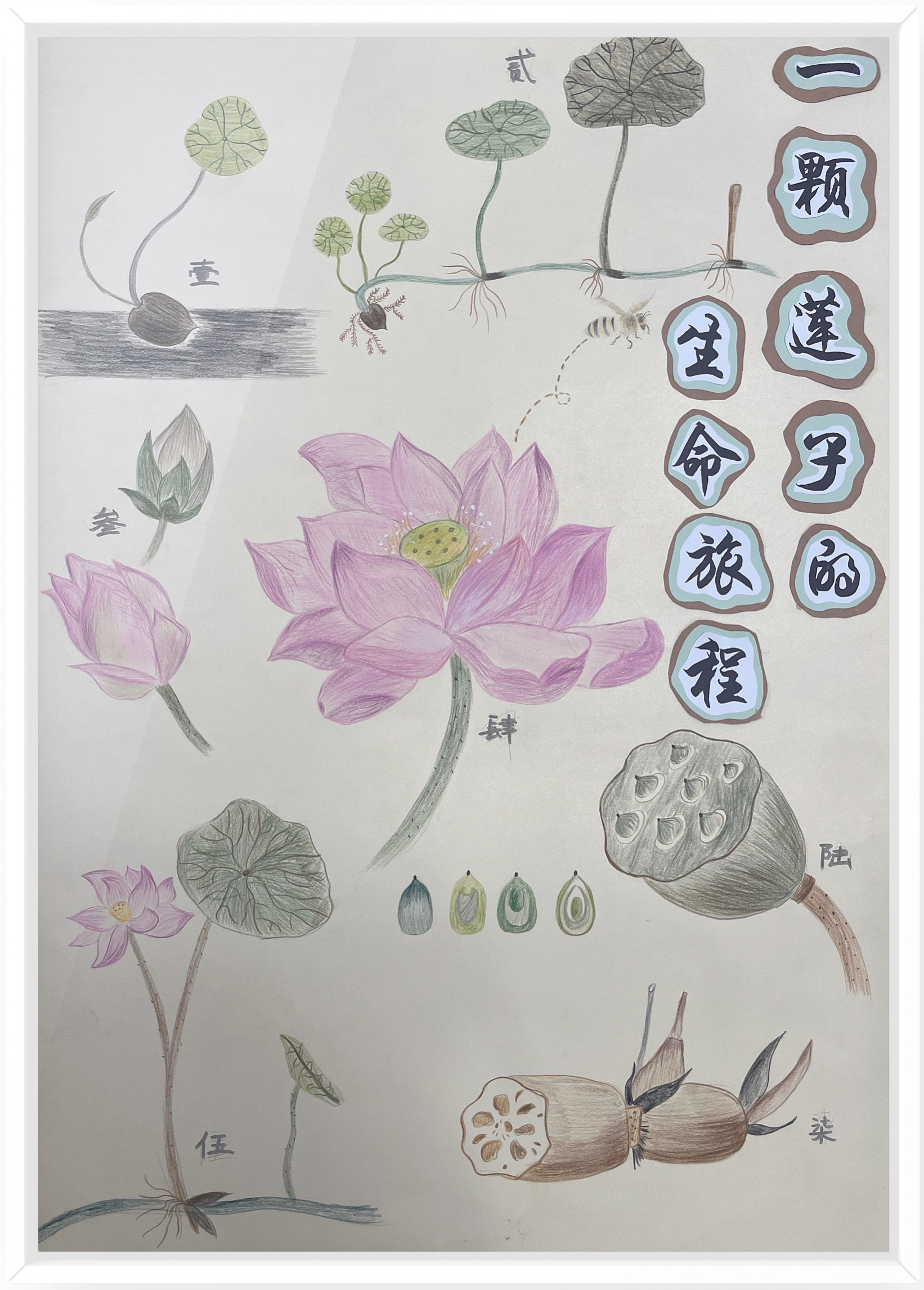 《一颗莲子的生命旅程》（作者：朱水铮、吴梦霁、张婷）.png