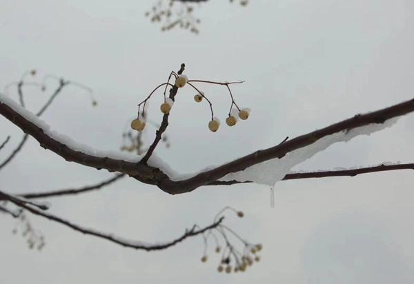 清、楝（廉）1_副本.jpg